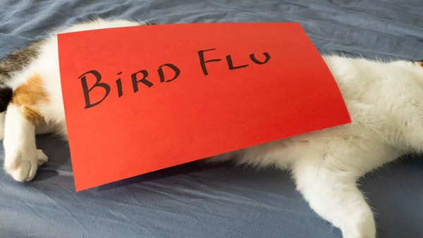 bird flu 2