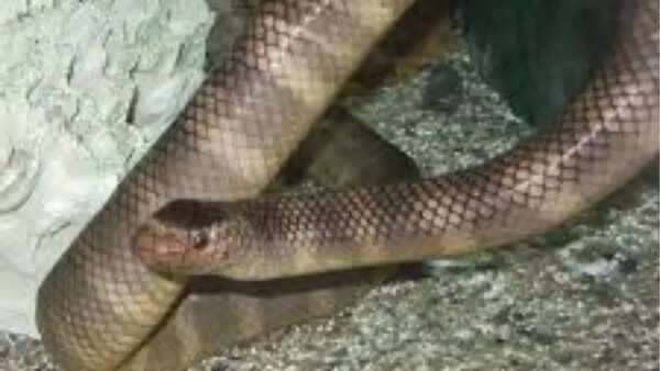 Black-banded sea krait