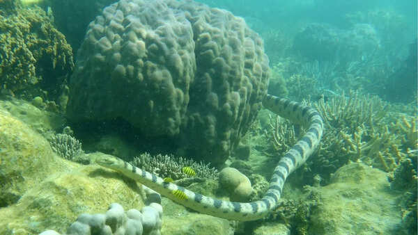 Olive-headed sea snake