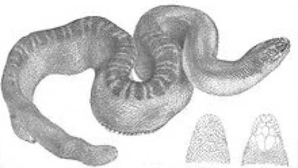 Stoke's sea snake