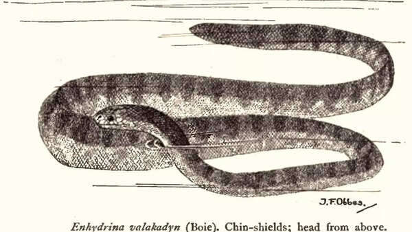 Beaked sea snake