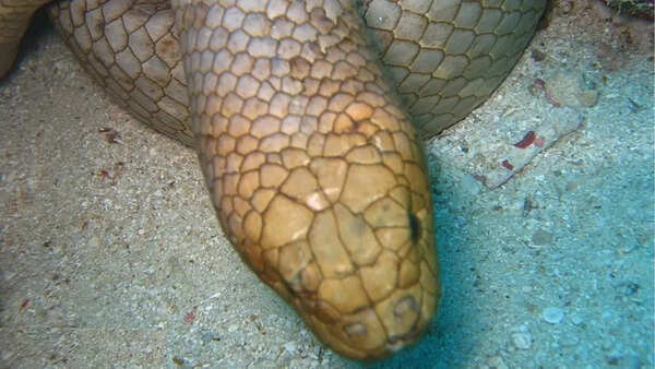 Dubois Reef sea snake