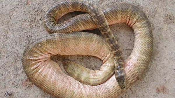 Belcher’s sea snake
