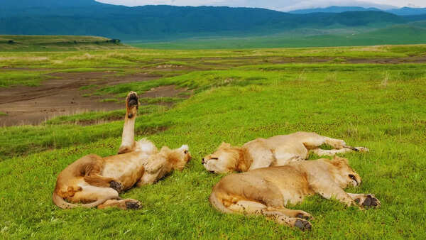Lions in Ngorongoro Conservation Area