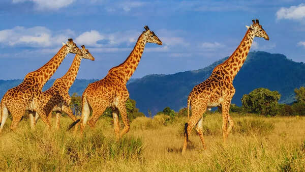 Giraffes in Ngorongoro Conservation Area