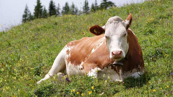 Cow