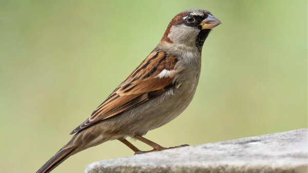 Bird