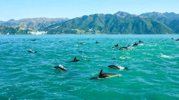 Dolphins in New Zealand