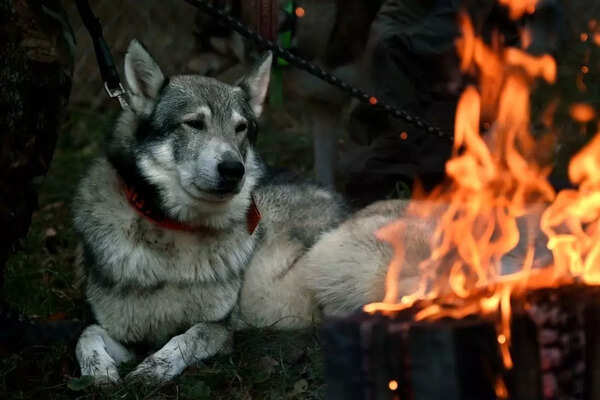 Wolf Dog