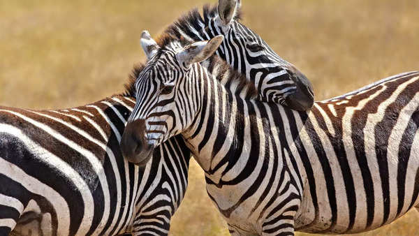 Zebras