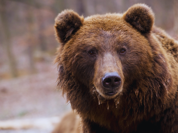 BROWN BEAR