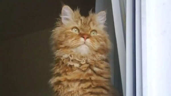 Selkirk Rex
