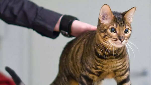 Toyger