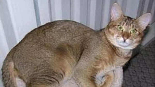 Chausie