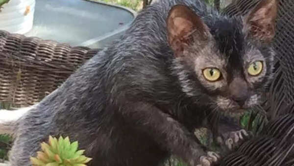 Werewolf cat