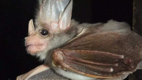 Ghost bat