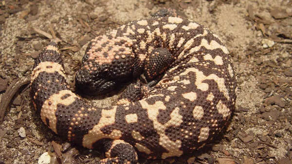 Gila monster