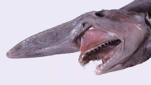 Goblin sharks