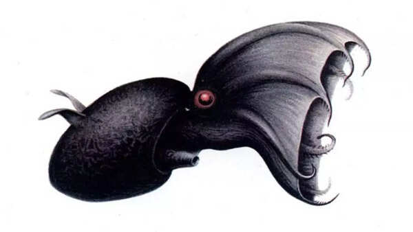 Vampire squid
