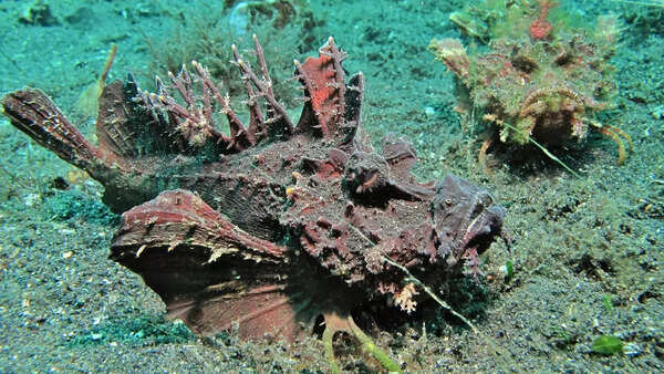 Bearded ghoul fish