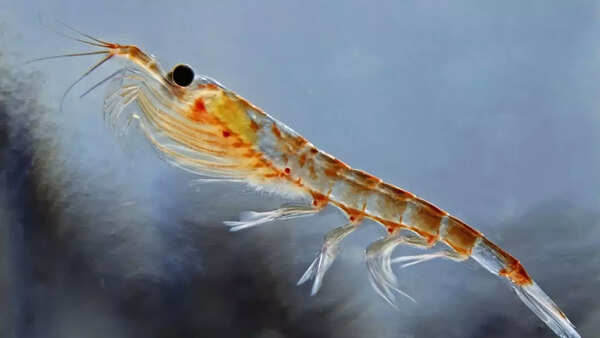krill