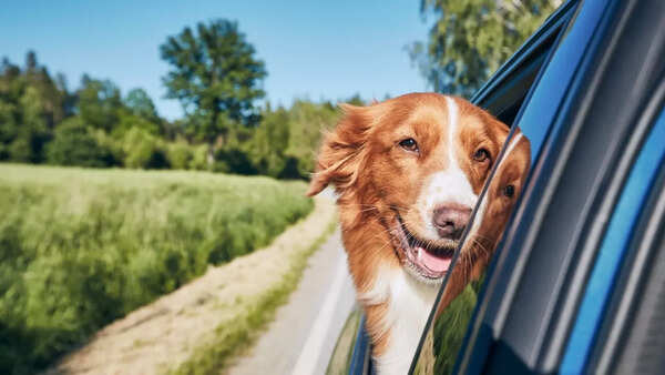 dog