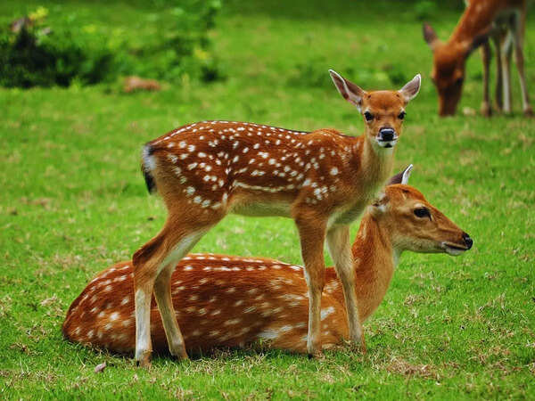 India