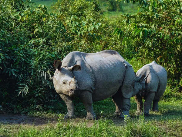 Kaziranga