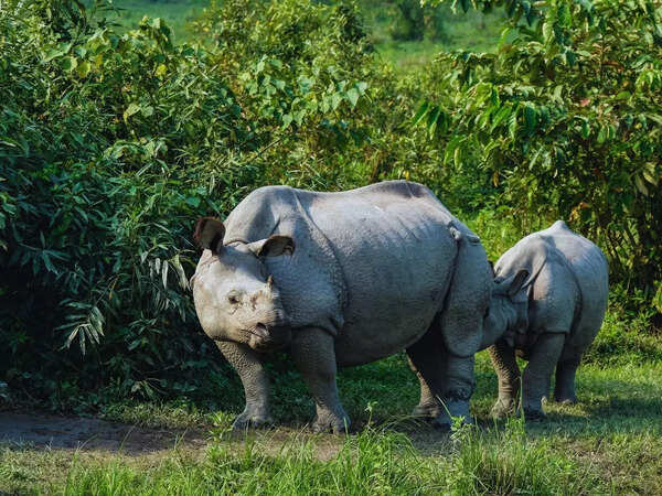 kAZIRANGA
