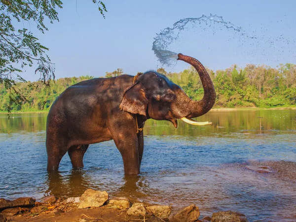 ELEPHANTS