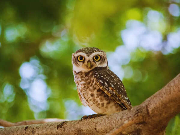 owl park