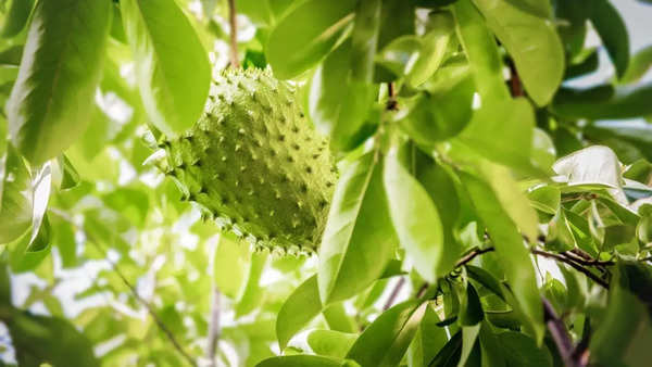 Unlocking the Cancer-Fighting Potential of the Spiky Green Superfood: What You Need to Know