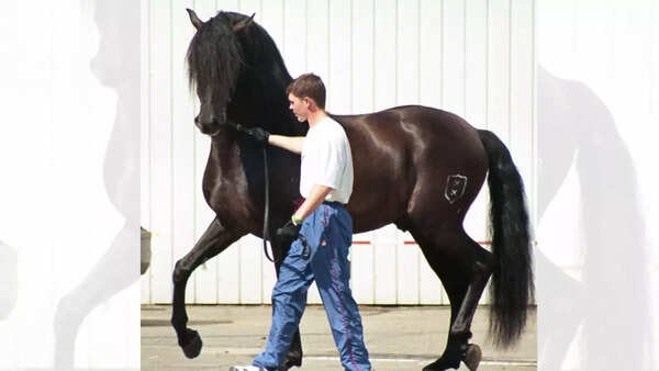 The Andalusian