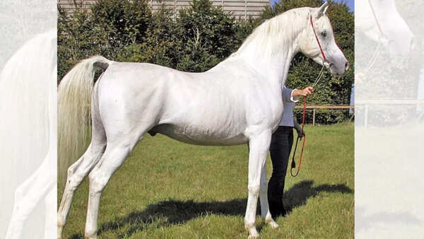 The Arabian