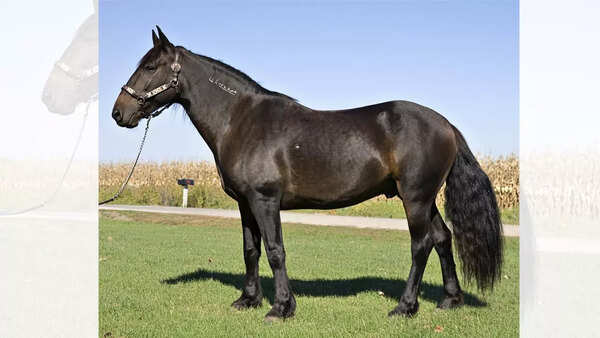 The Sorraia Mustang