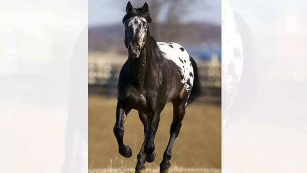 The Appaloosa