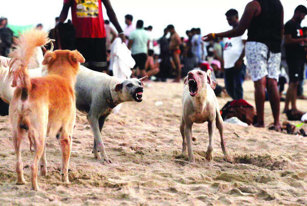 Stray dog attacks surgealong Salcete coastal belt
