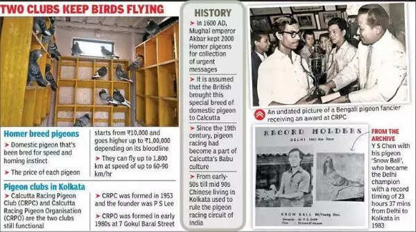 Once Kolkata’s high-flying passion, pigeon races are now on last wings ...