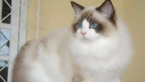 Ragdolls