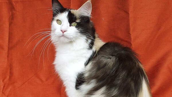 Maine Coons