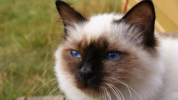 Birmans