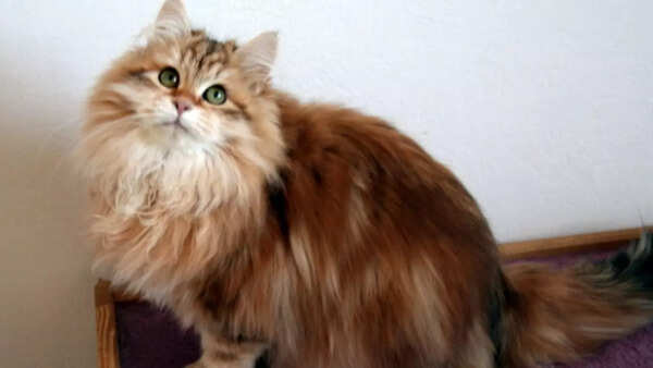 Siberian Forest Cats