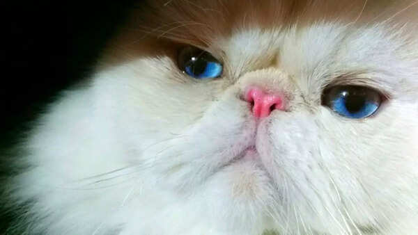Himalayan Cats