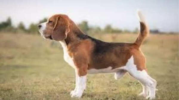 Beagles