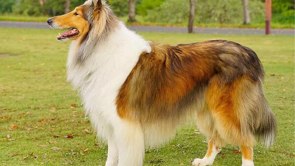 Collie
