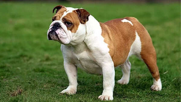 Bulldog