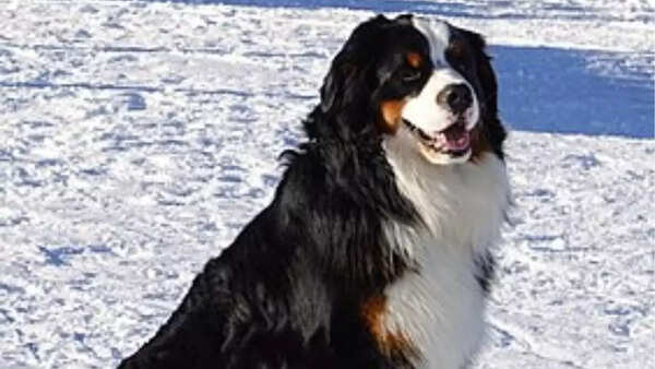 Bernese Mountain Dog