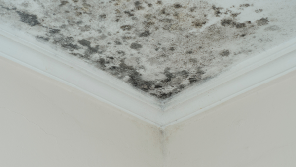 black mold (1)