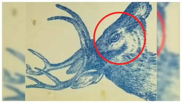 Optical illusion: Can you spot the hidden rabbit in under 10 seconds ...