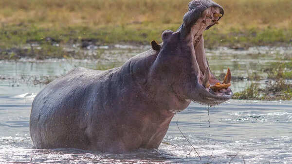Hippos